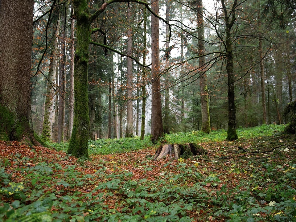 STIHL klimaatneutraal